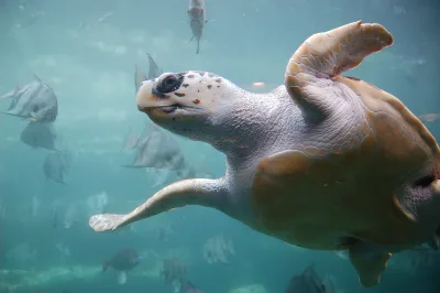 Osservazione delle Tartarughe Marine — Baia di Laganas