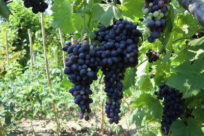 Degustazione di Vini alla Cantina Callinico